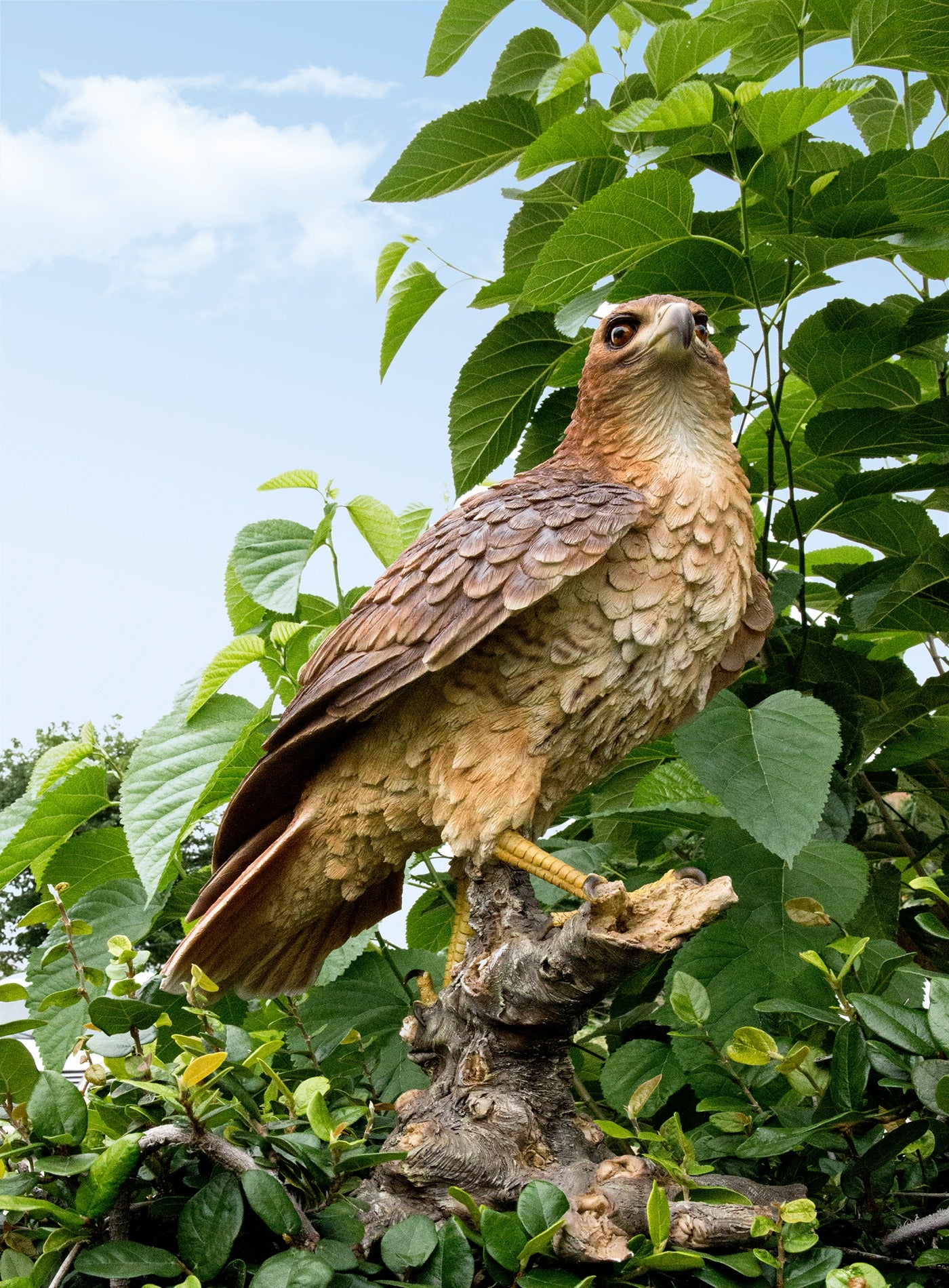 Red Tail hawk Standing on Branch - Sculpture