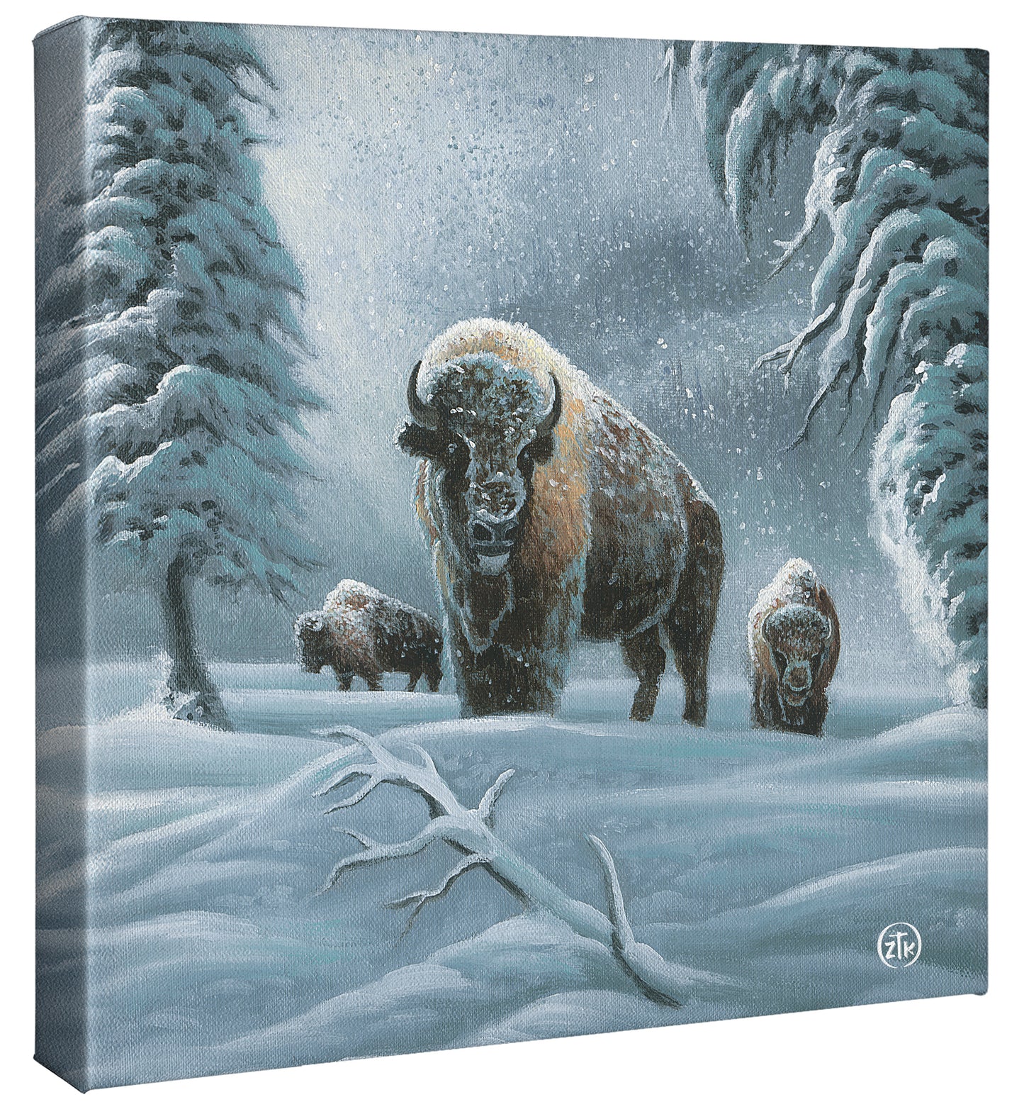 Bison in the Snow - 14" x 14" Gallery Wrapped Canvas