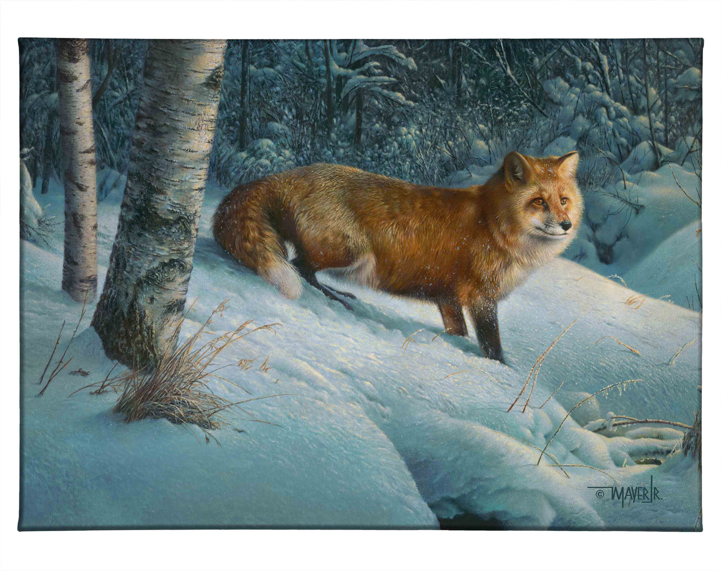 Cautious Roamer - 13" x 18" Gallery Wrapped Canvas