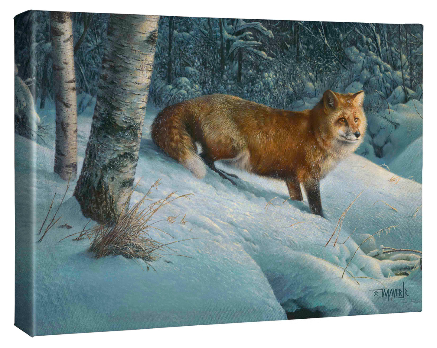 Cautious Roamer - 13" x 18" Gallery Wrapped Canvas