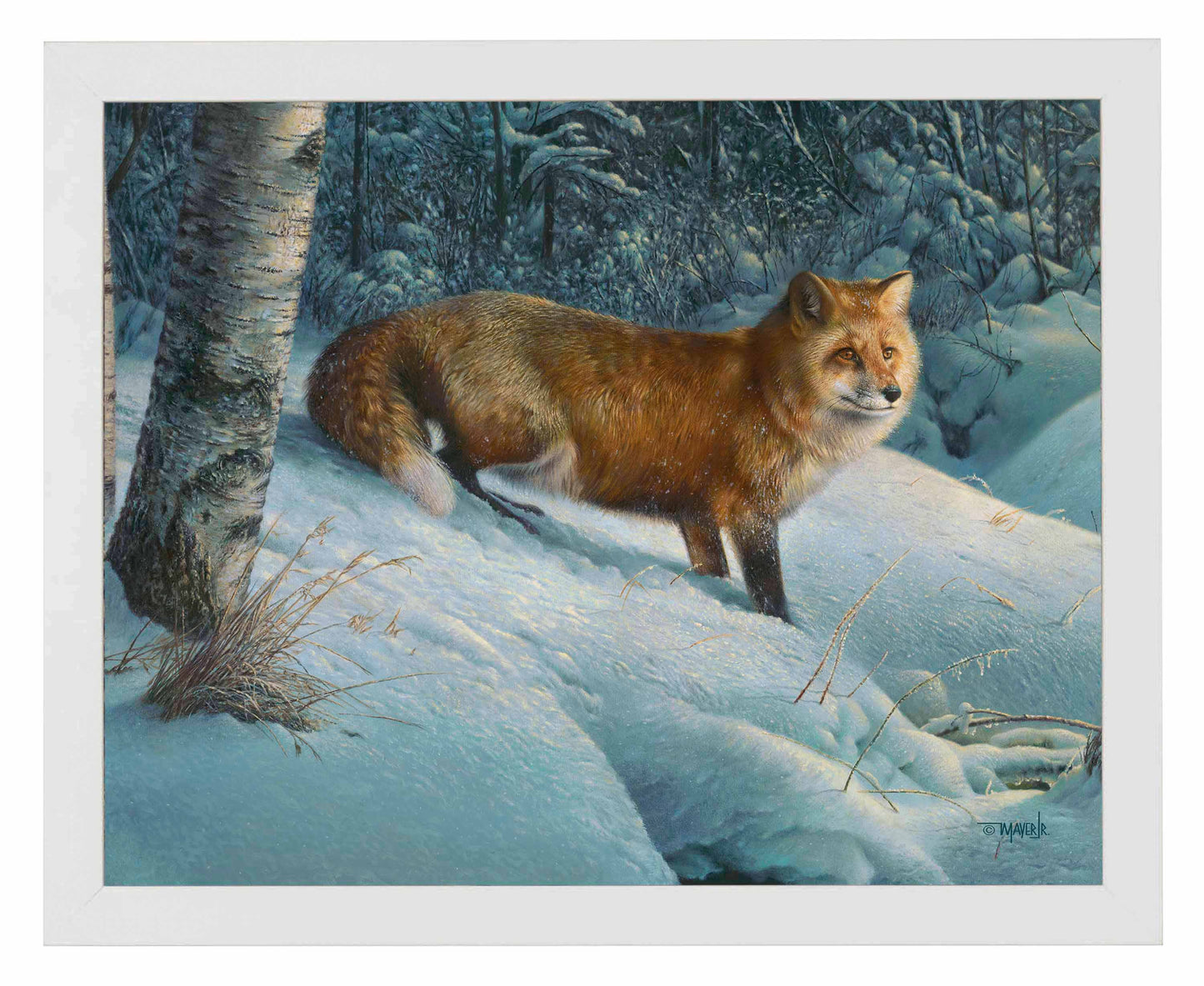 Cautious Roamer - Art Prints