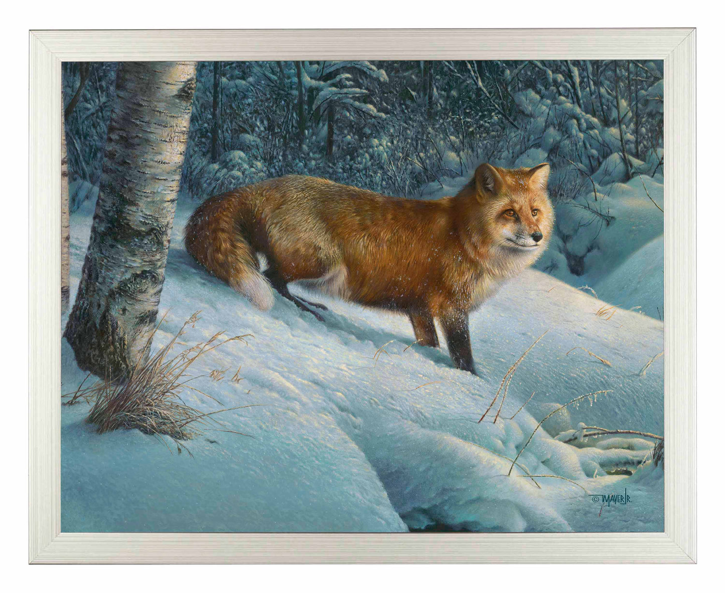 Cautious Roamer - Art Prints