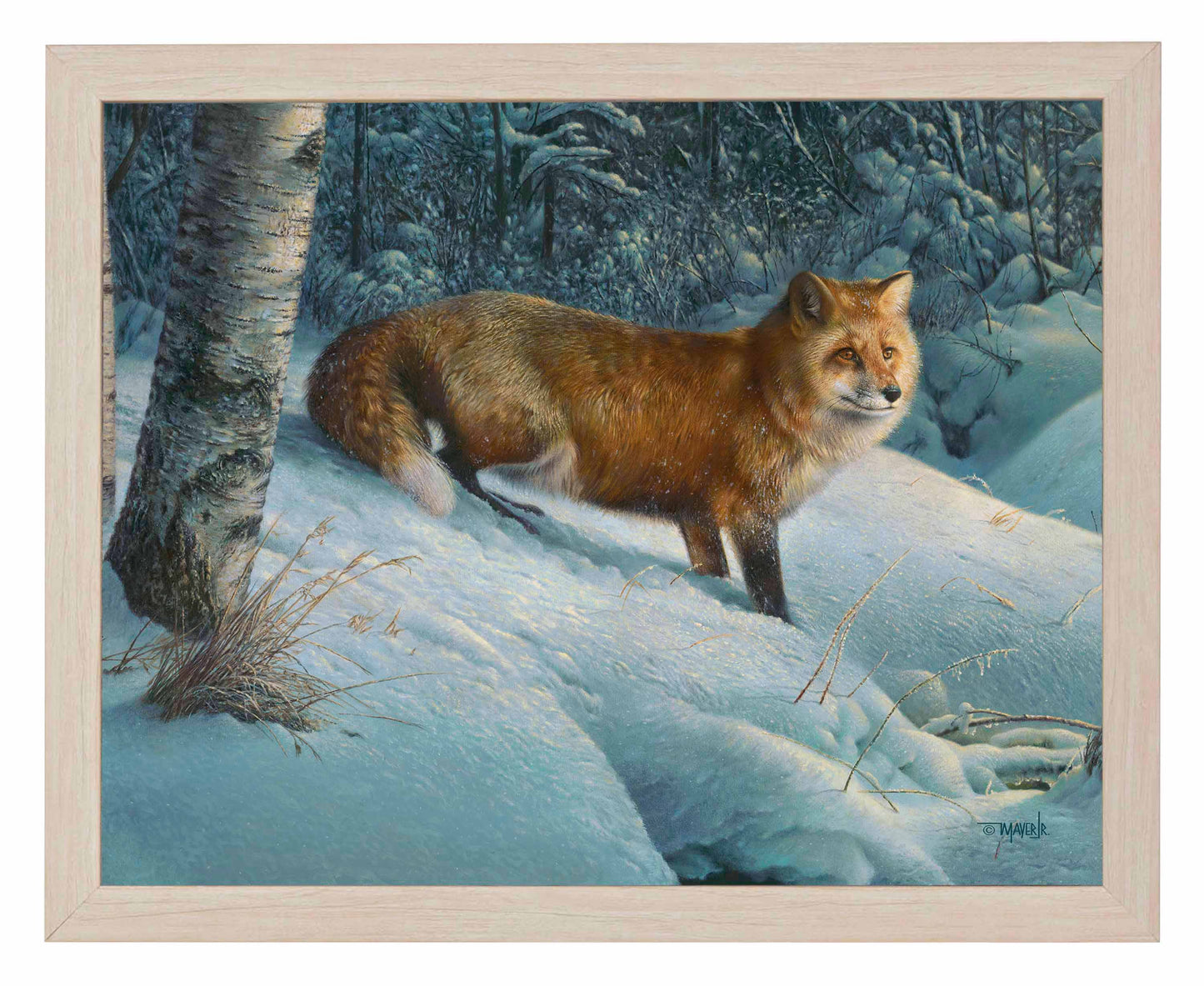 Cautious Roamer - Art Prints