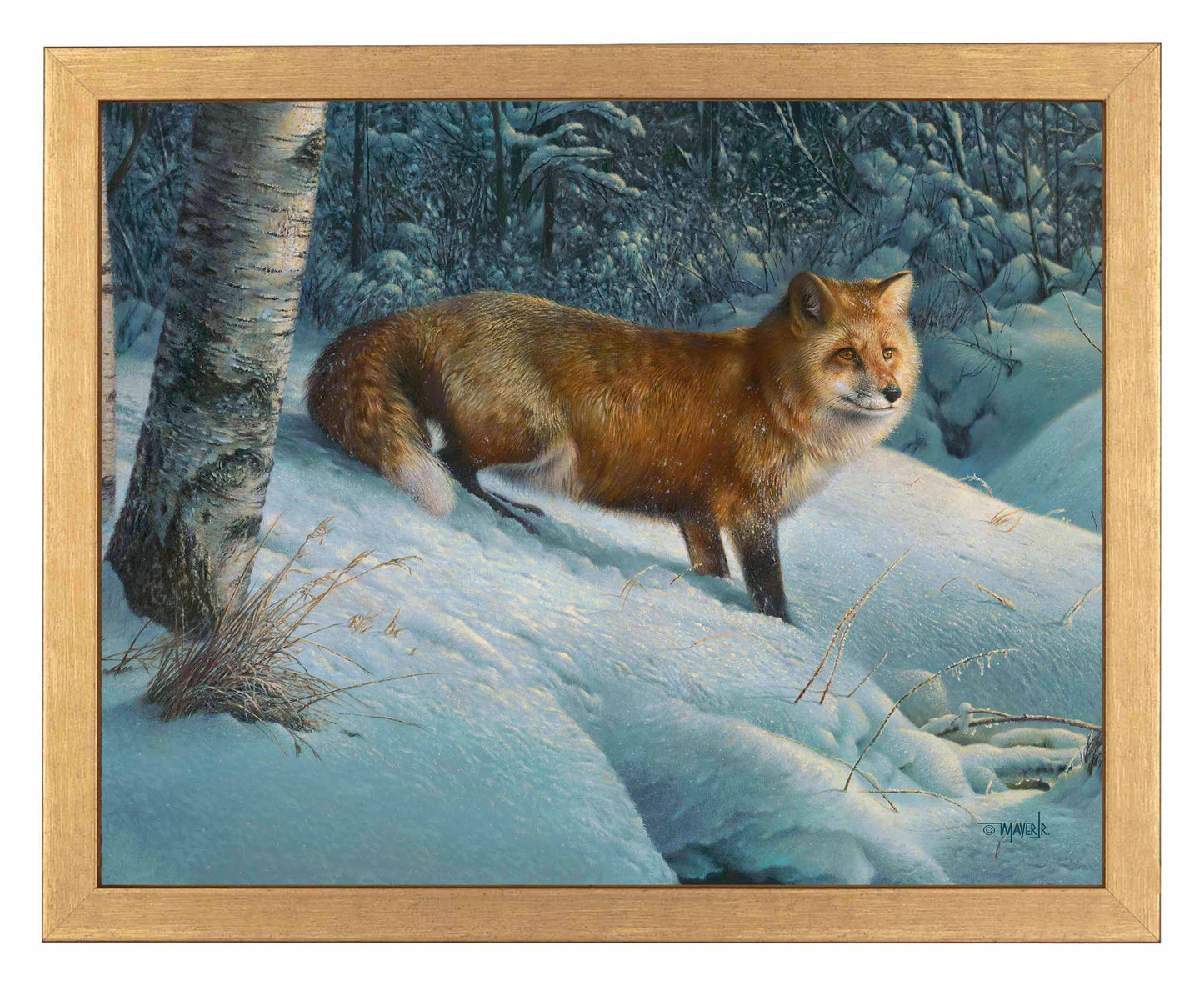 Cautious Roamer - Art Prints