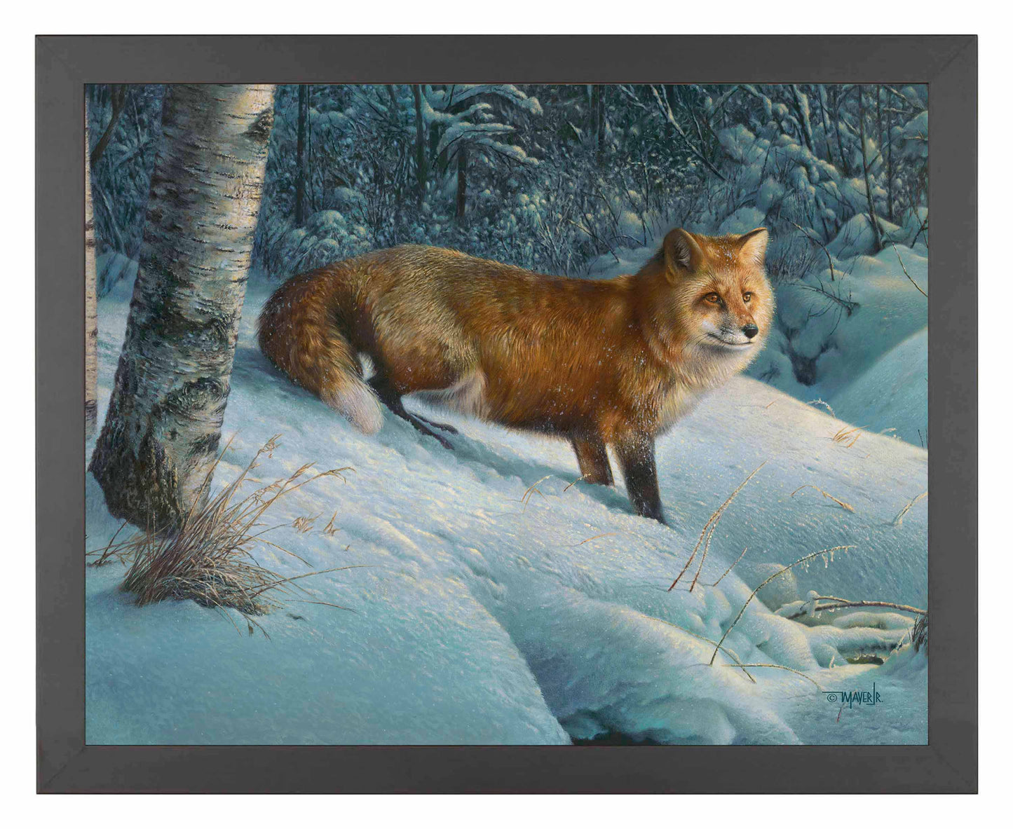 Cautious Roamer - Art Prints