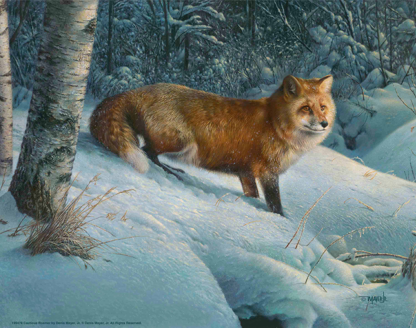 Cautious Roamer - Art Prints