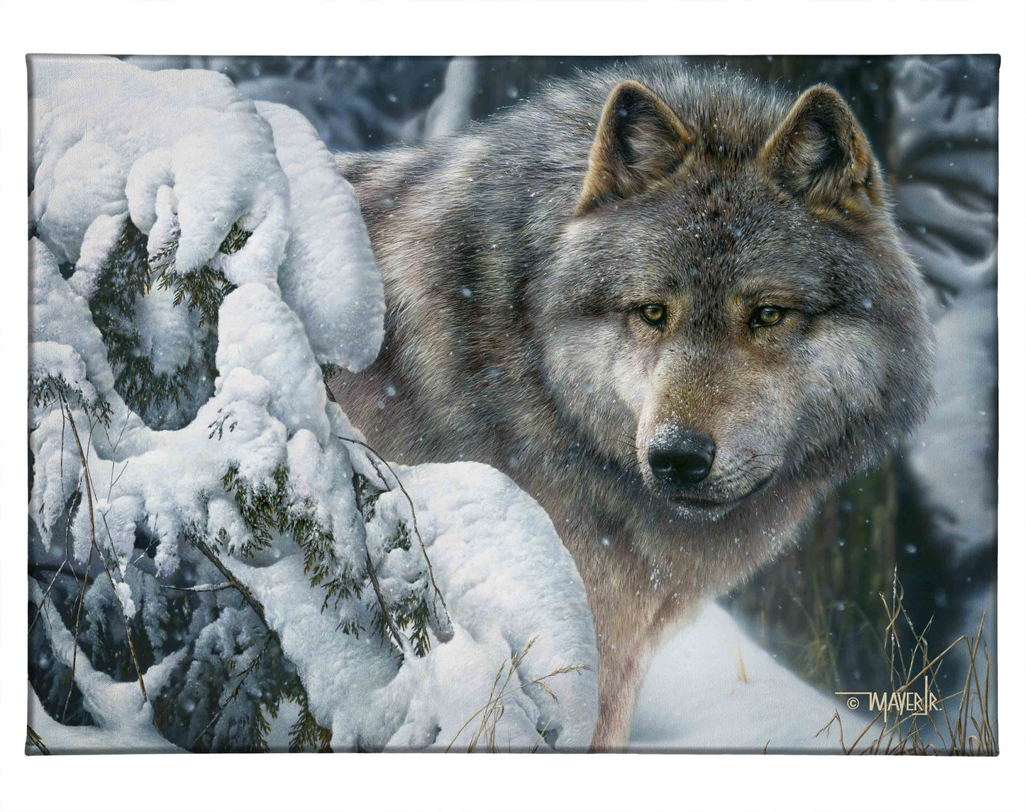 Master of the North - 13" x 18" Gallery Wrapped Canvas