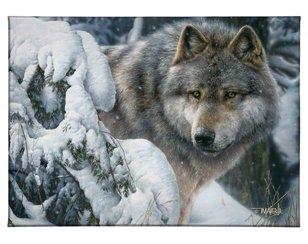 Master of the North - 13" x 18" Gallery Wrapped Canvas