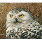 Optical Surveillance - 13" x 18" Gallery Wrapped Canvas