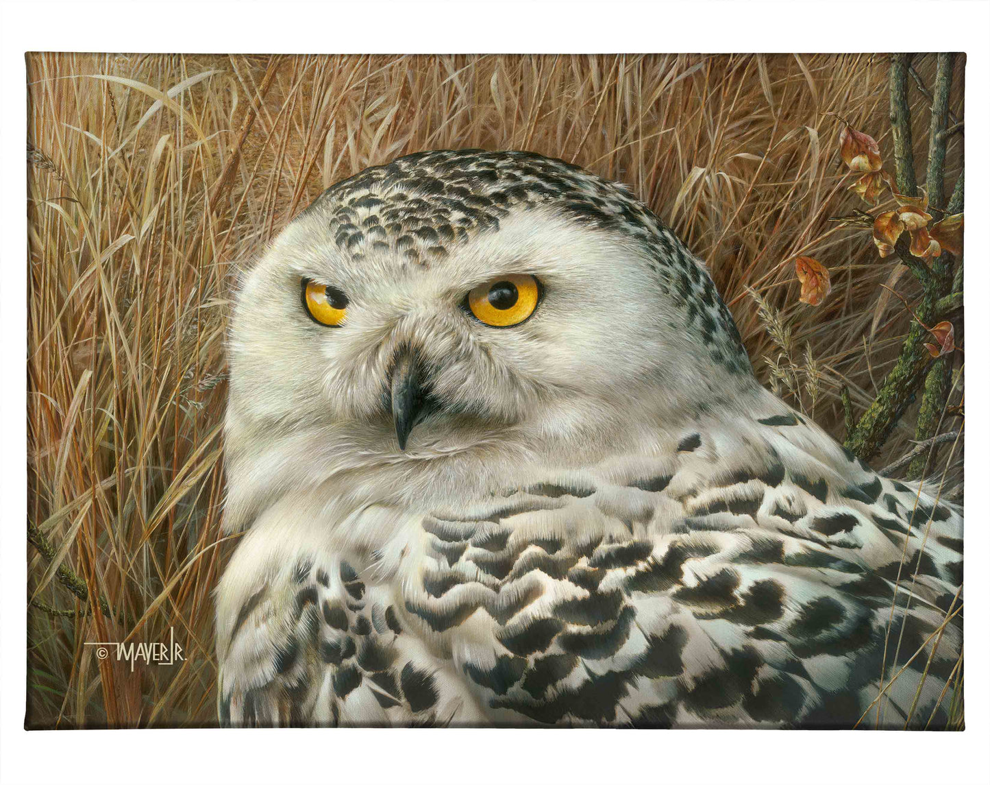 Optical Surveillance - 13" x 18" Gallery Wrapped Canvas