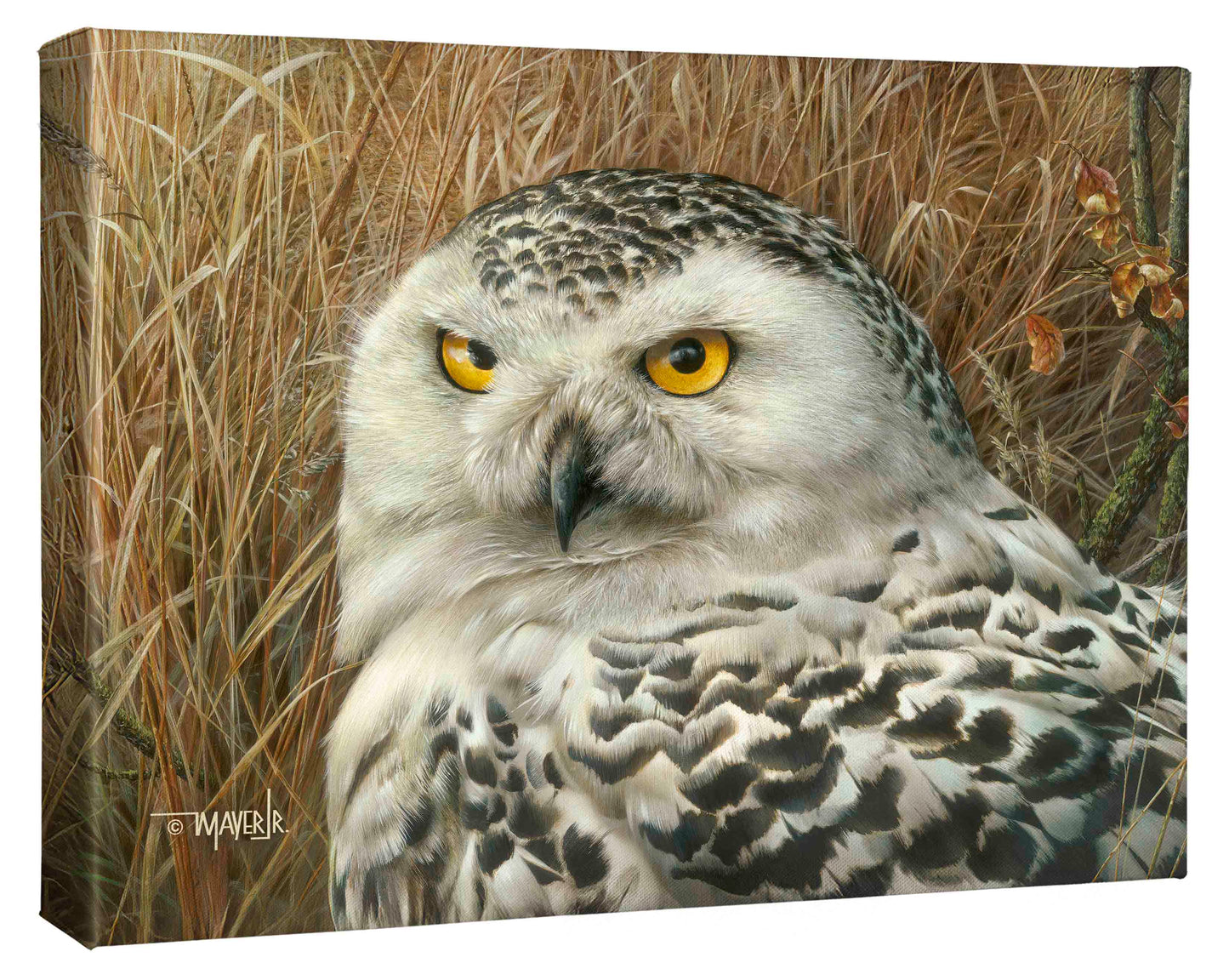 Optical Surveillance - 13" x 18" Gallery Wrapped Canvas