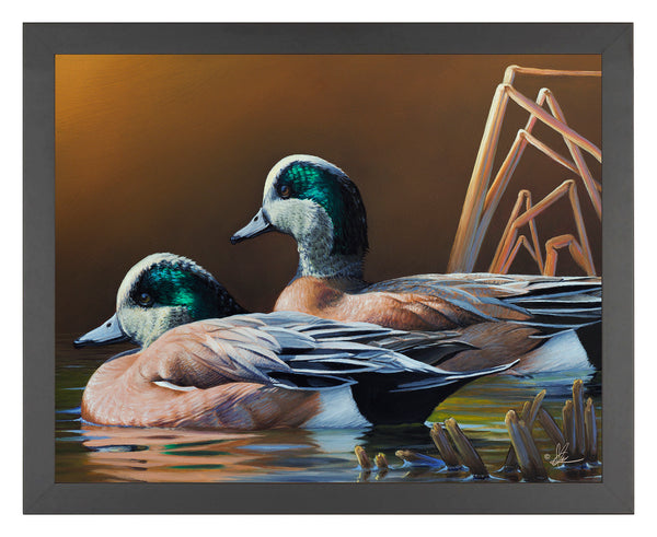American Wigeon - Art Prints