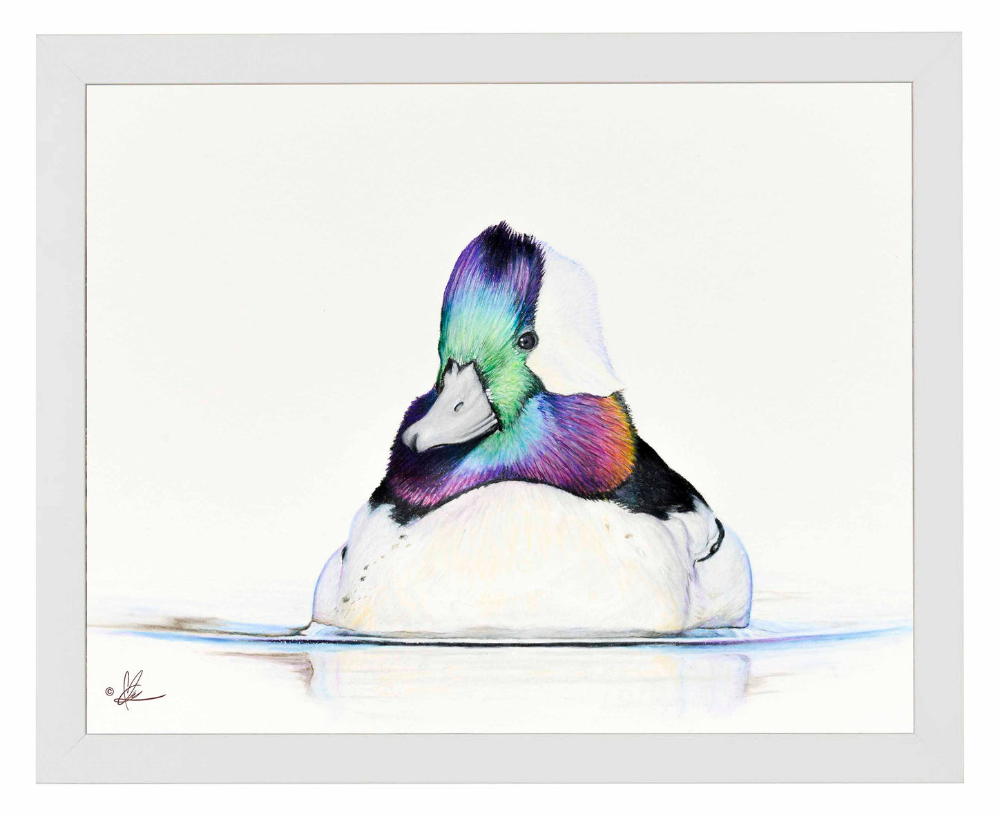 Bufflehead Study - Art Prints