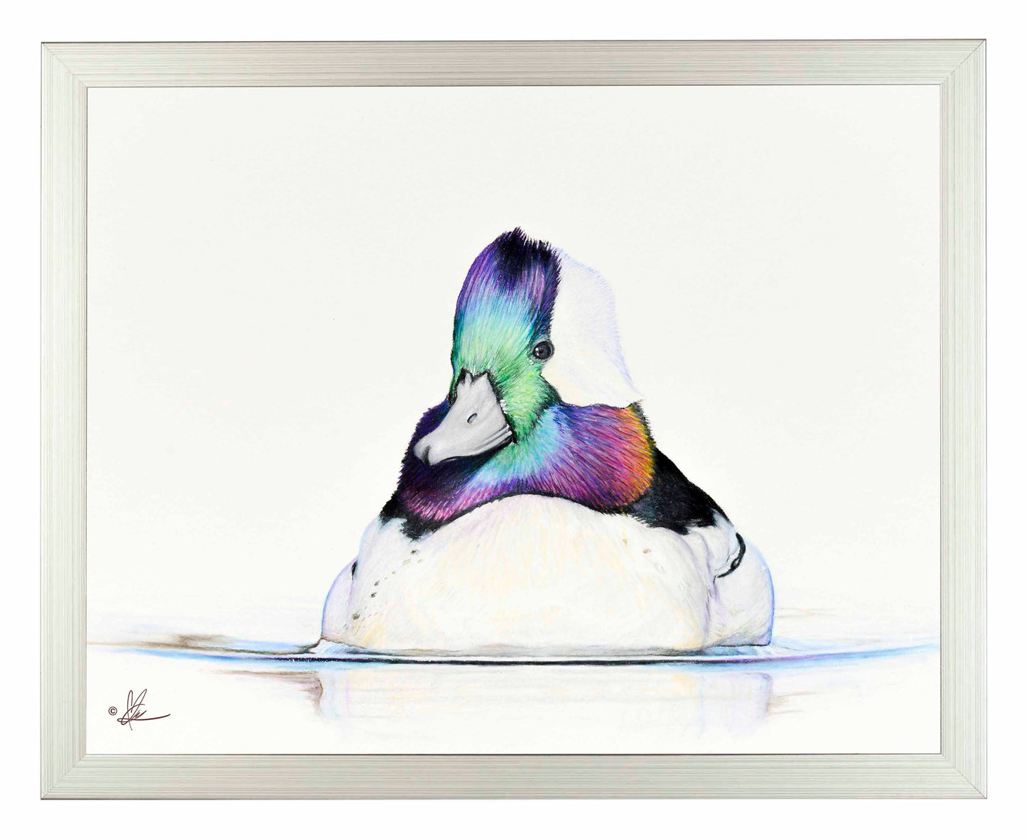 Bufflehead Study - Art Prints