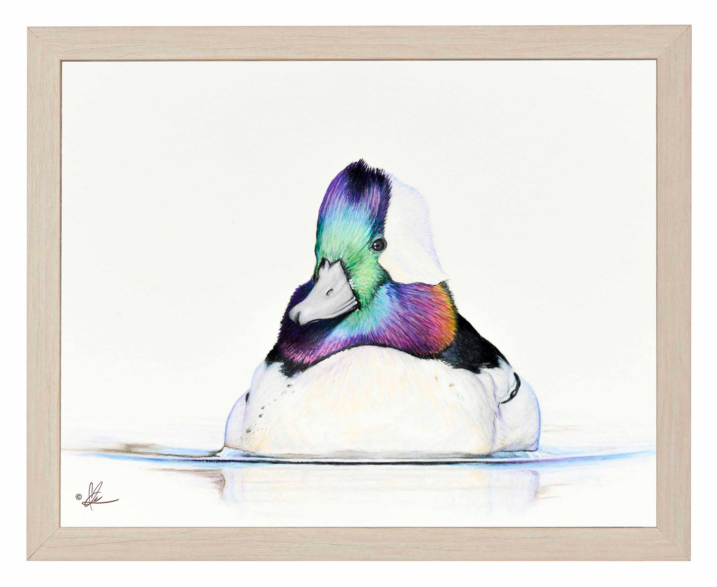 Bufflehead Study - Art Prints