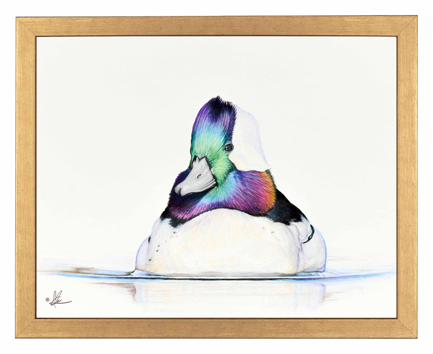 Bufflehead Study - Art Prints