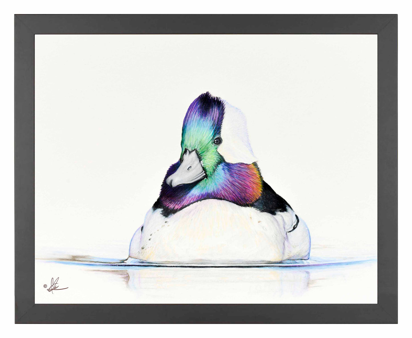 Bufflehead Study - Art Prints