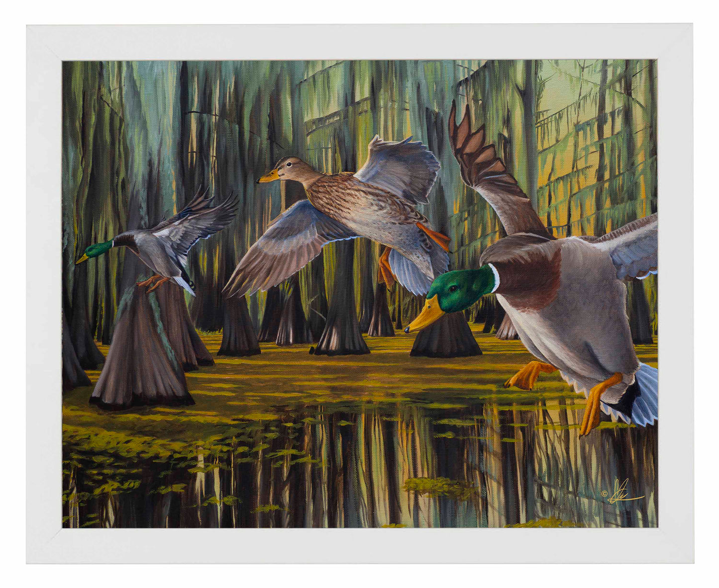 Timber Greenheads -  Art Prints