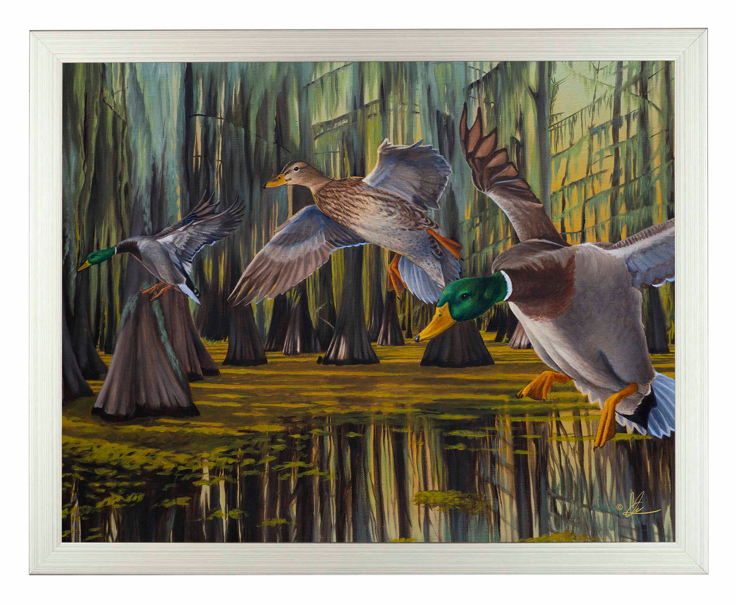 Timber Greenheads -  Art Prints