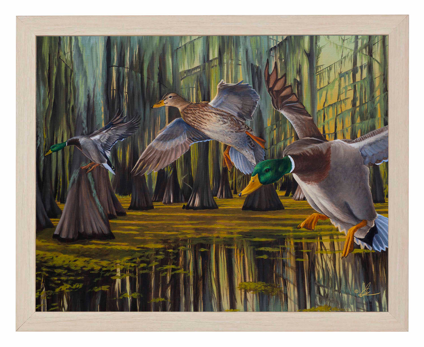 Timber Greenheads -  Art Prints