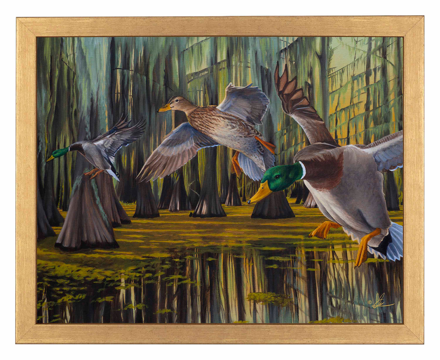 Timber Greenheads -  Art Prints