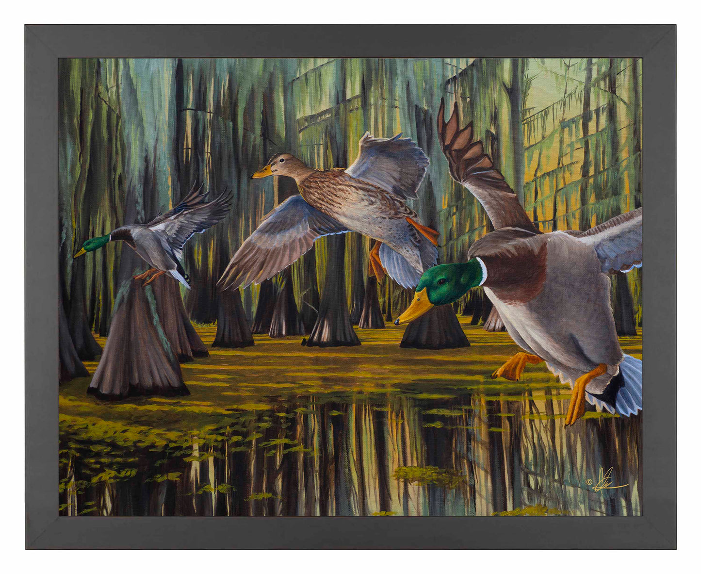 Timber Greenheads -  Art Prints