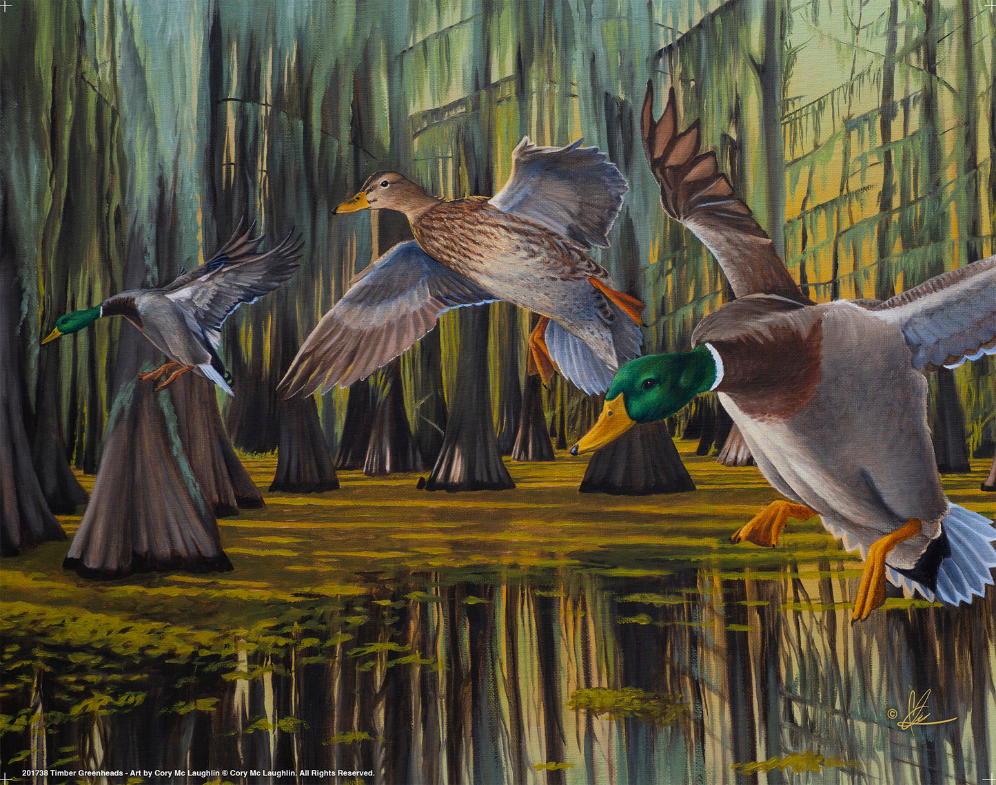 Timber Greenheads -  Art Prints