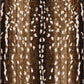 Mafaldi Axis Brown - Rug