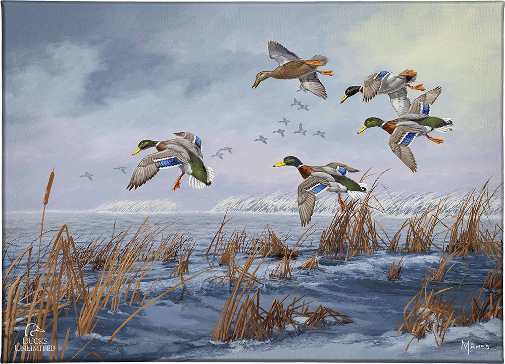 After a Passing Squall Gallery Wrapped Canvas - Official Ducks Unlimited