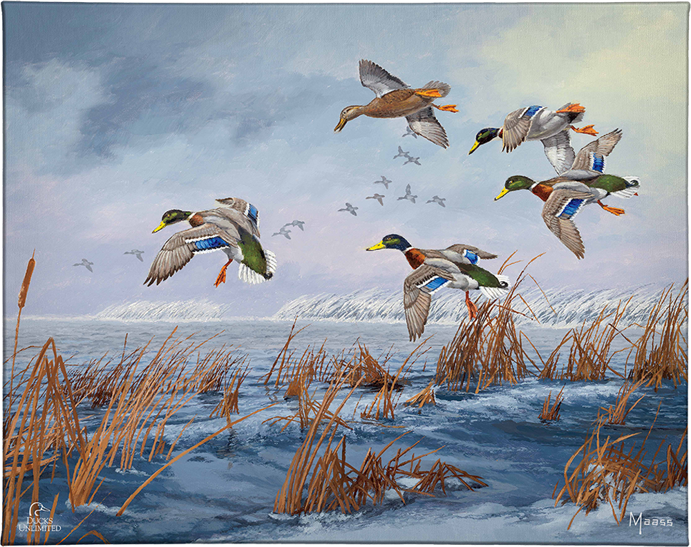 After a Passing Squall Gallery Wrapped Canvas - Official Ducks Unlimited