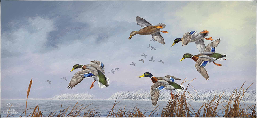 After a Passing Squall Gallery Wrapped Canvas - Official Ducks Unlimited