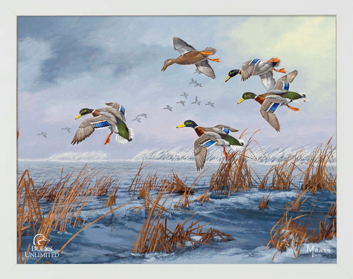 After a Passing Squall Art Prints - Official Ducks Unlimited Art