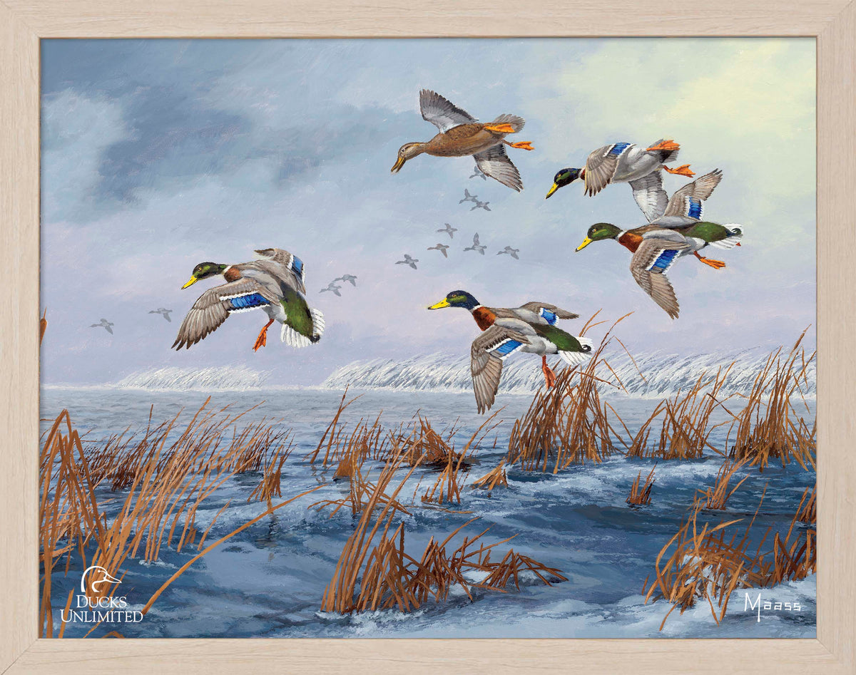After a Passing Squall Art Prints - Official Ducks Unlimited Art