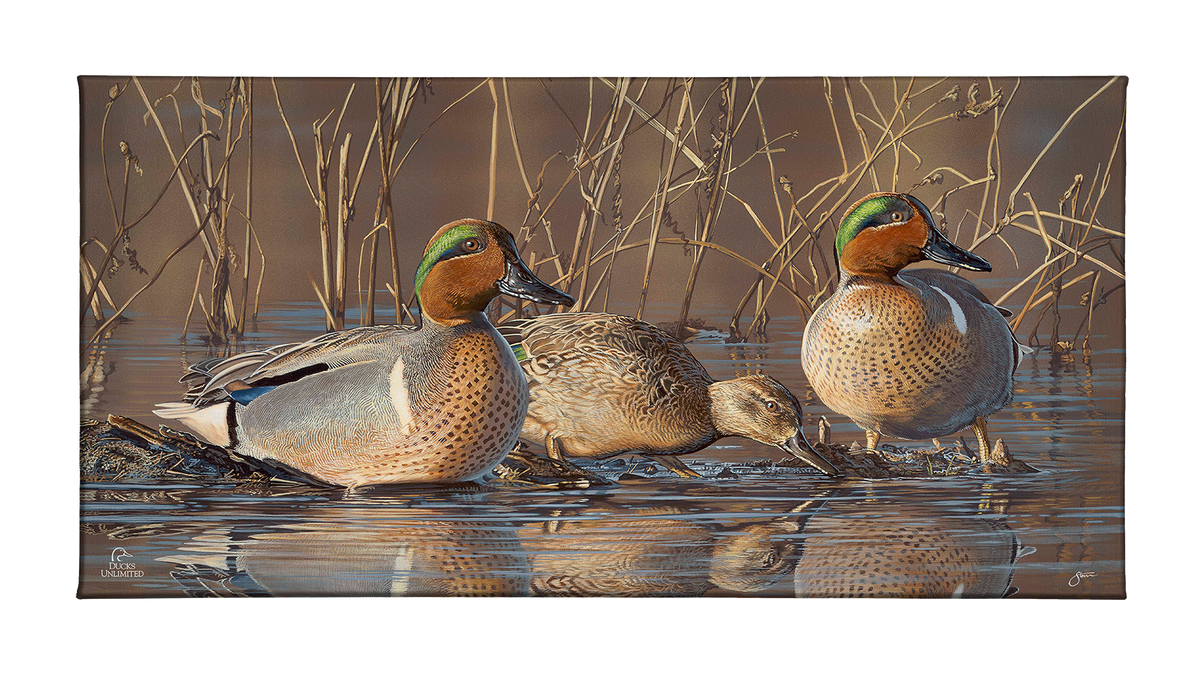 Amber Waters Gallery Wrapped Canvas - Official Ducks Unlimited Art