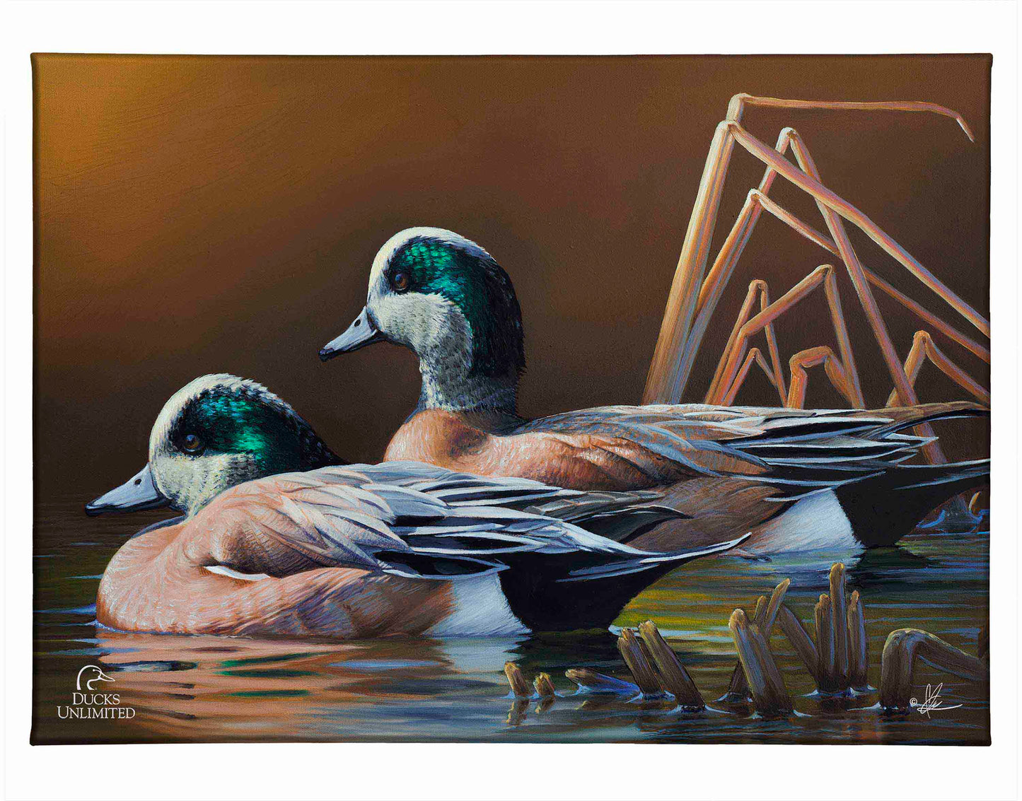 American Widgeon Gallery Wrapped Canvas - Official Ducks Unlimited Art