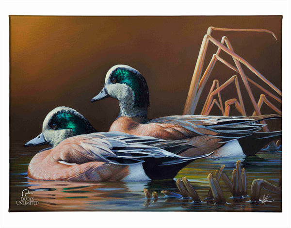 American Widgeon Gallery Wrapped Canvas - Official Ducks Unlimited Art