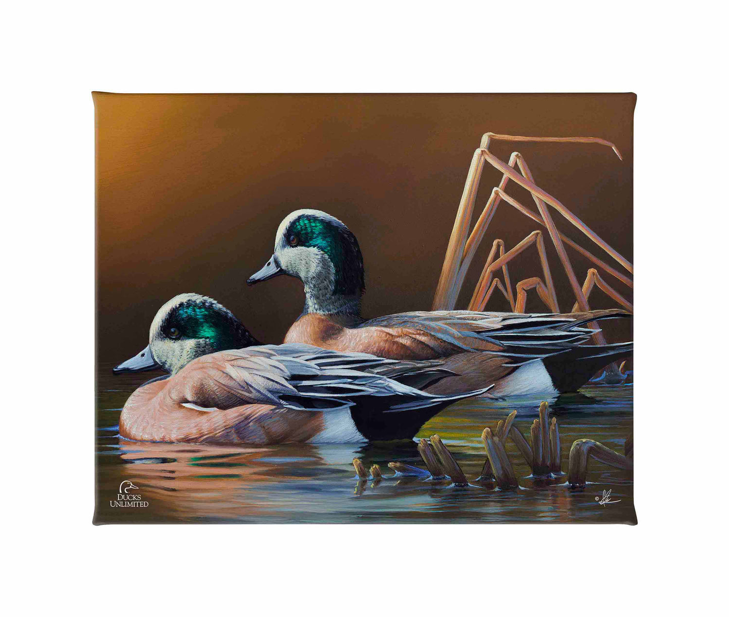 American Widgeon Gallery Wrapped Canvas - Official Ducks Unlimited Art