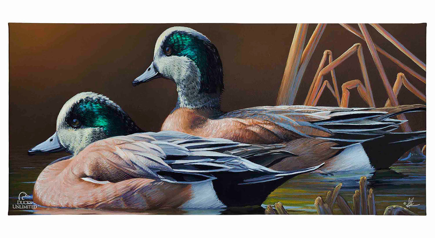 American Widgeon Gallery Wrapped Canvas - Official Ducks Unlimited Art