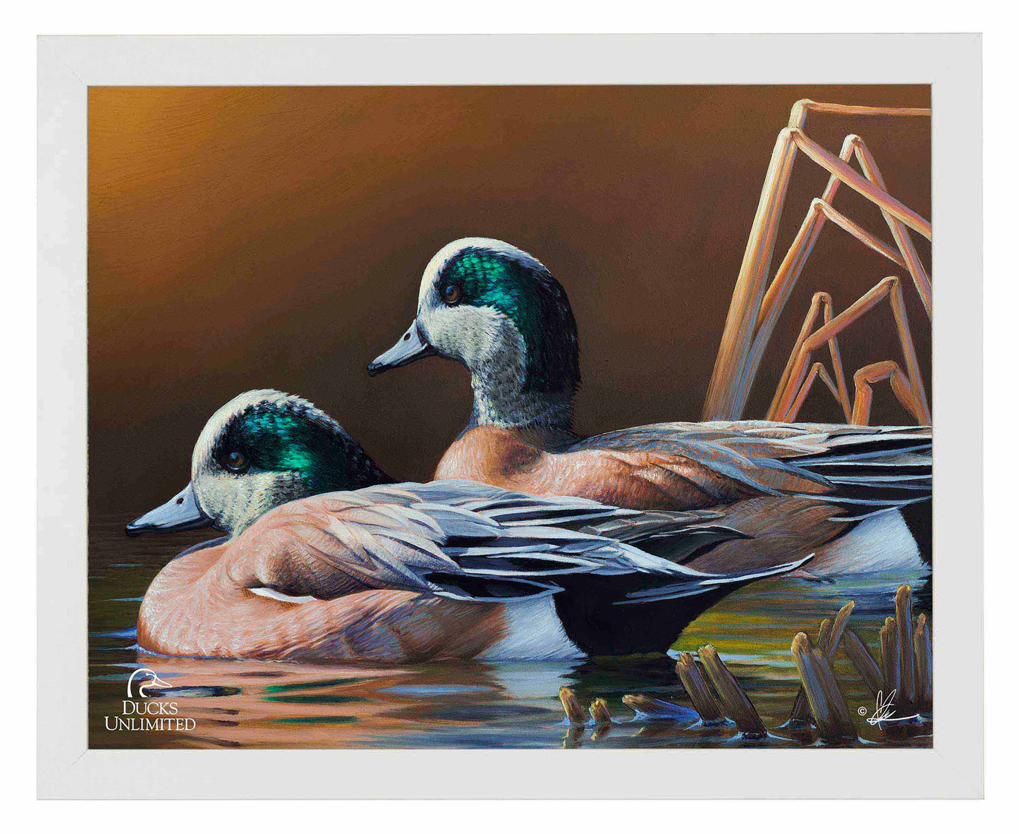 American Widgeon Art Prints - Official Ducks Unlimited Art