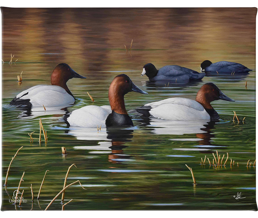 Among Kings and Paupers Gallery Wrapped Canvas - Official Ducks Unlimited Art