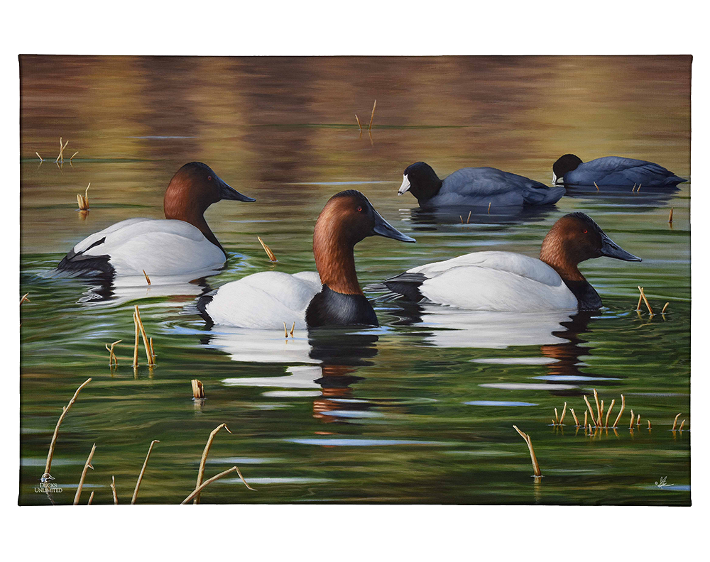 Among Kings and Paupers Gallery Wrapped Canvas - Official Ducks Unlimited Art