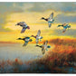 Autumn Sunrise - Bluebills Gallery Wrapped Canvas - Official Ducks Unlimited Art