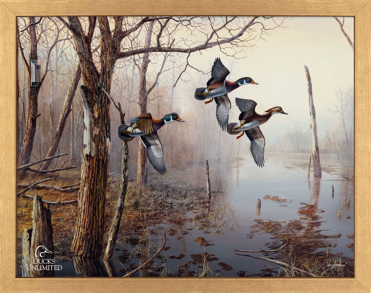 Backwater Art Prints - Official Ducks Unlimited Art