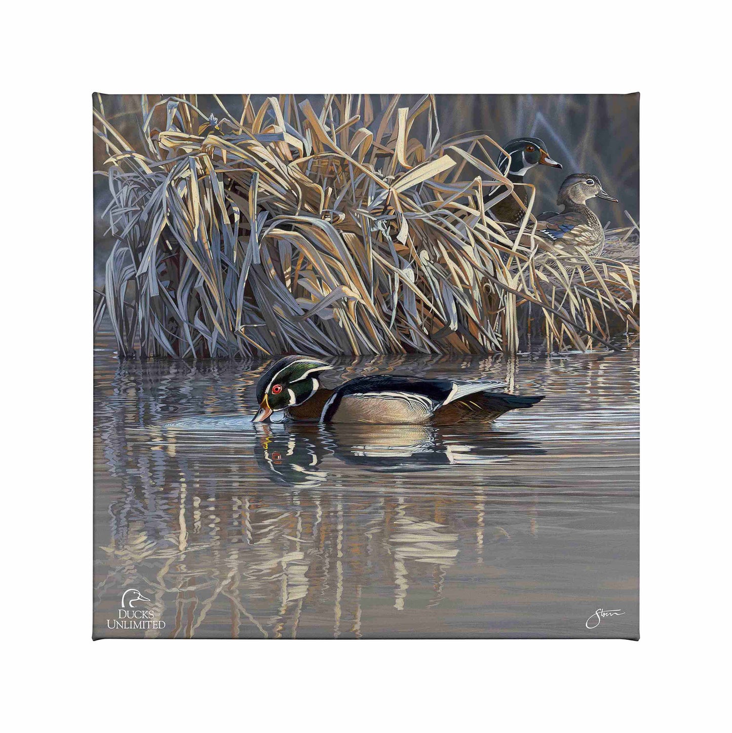 Backwater Gathering Gallery Wrapped Canvas - Official Ducks Unlimited Art
