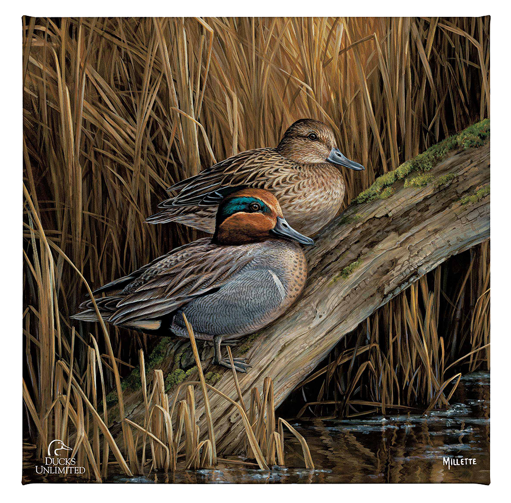 Backwaters - Green Winged Teal Gallery Wrapped Canvas - Official Ducks Unlimited  Art