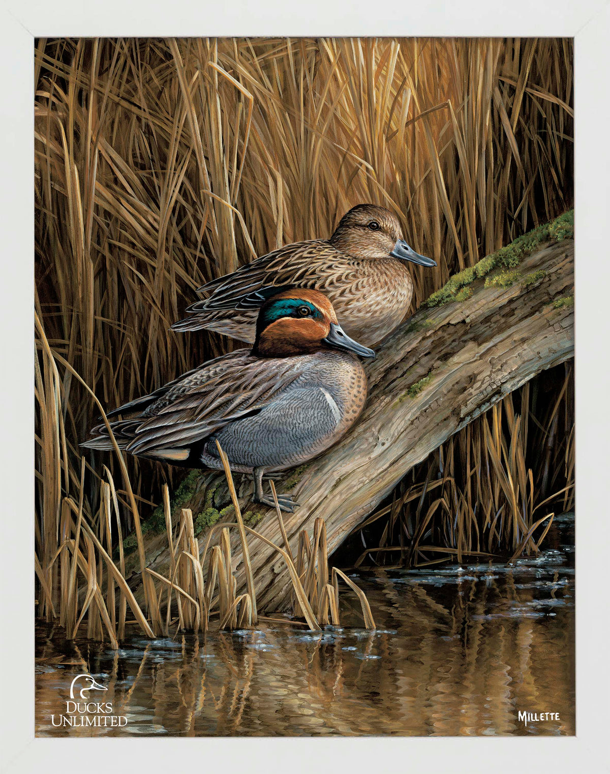 Backwaters - Green Winged Teal Art Prints - Official Ducks Unlimited  Art