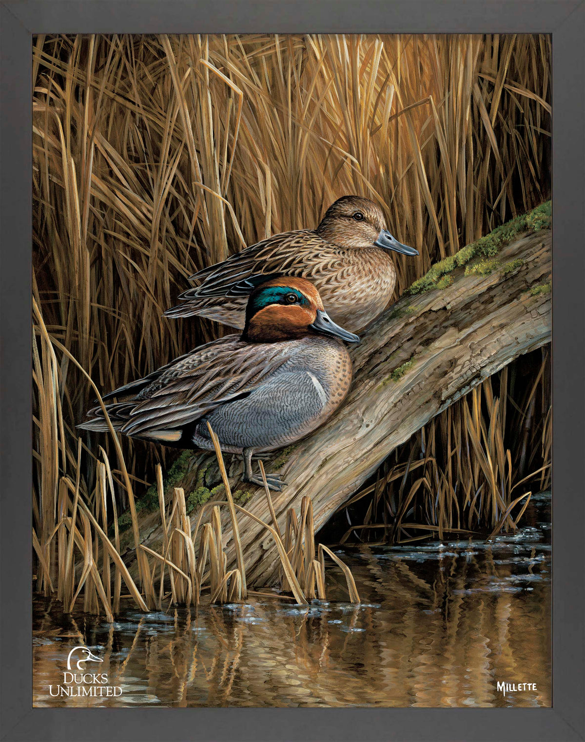 Backwaters - Green Winged Teal Art Prints - Official Ducks Unlimited  Art