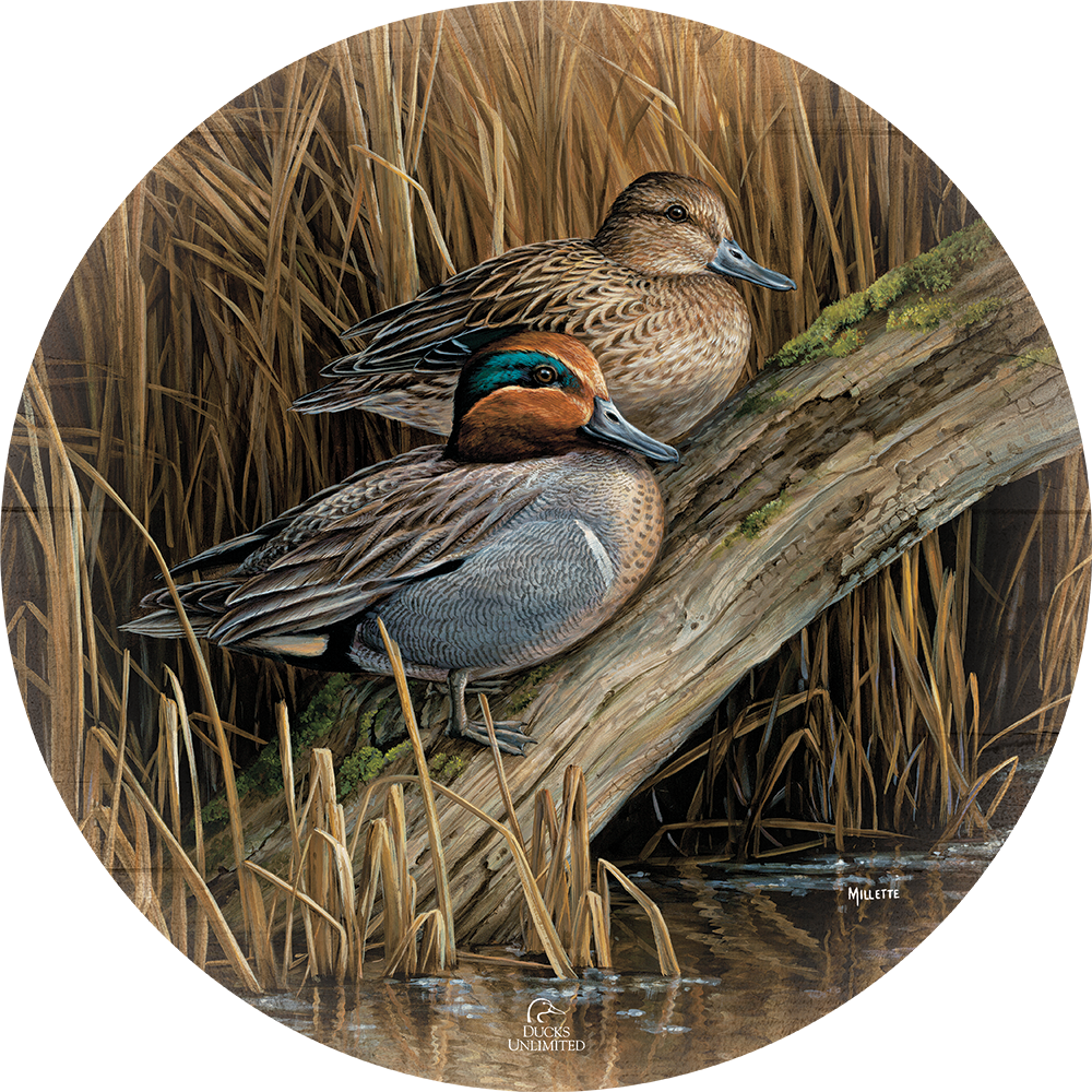 Backwaters - Green Winged Teal 21" Round Wood Sign - Official Ducks Unlimited Art