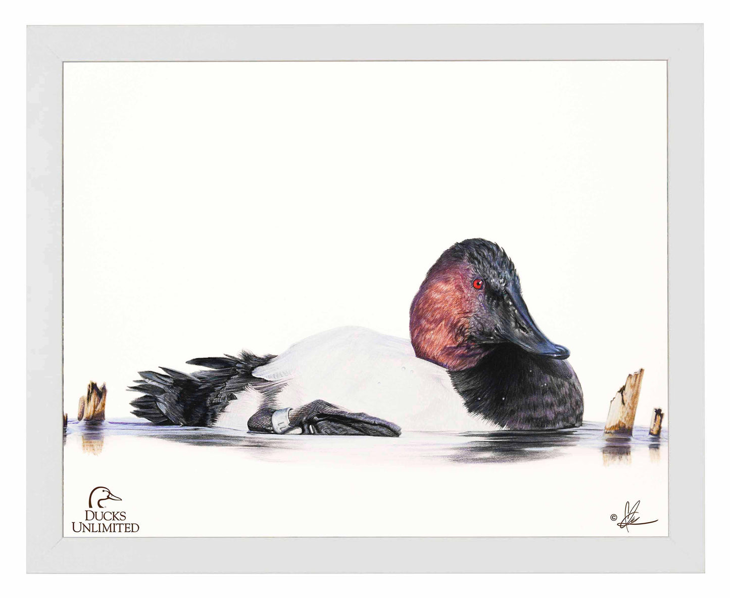 Banded Art Prints - Official Ducks Unlimited Art