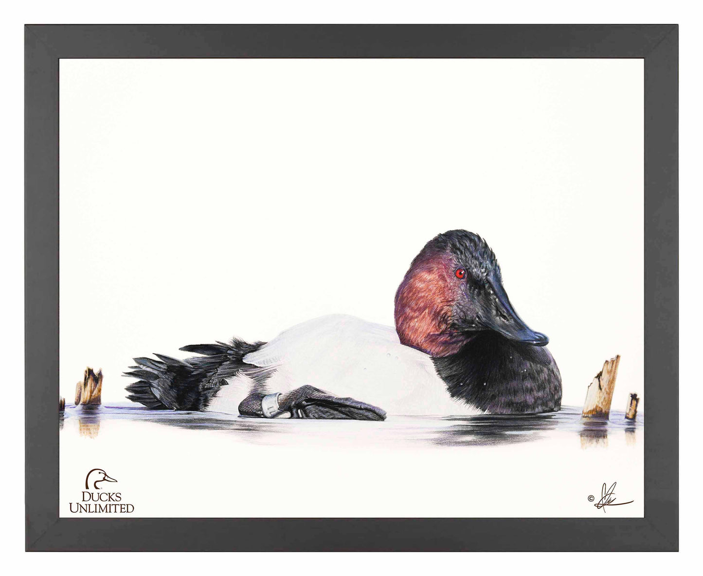Banded Art Prints - Official Ducks Unlimited Art